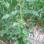 Epilobium alpestre Deilen