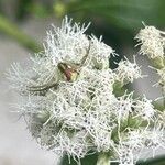 Austroeupatorium inulifolium Квітка