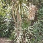 Cordyline indivisa পাতা