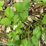 Fragaria vescaبرگ