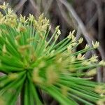 Cyperus haspan ফুল