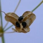 Nothoscordum borbonicum Fruit