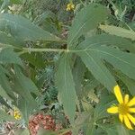 Rudbeckia laciniata Folla