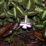 Episcia lilacina Hábito