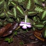 Episcia lilacina Costuma