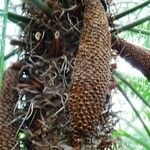 Cycas rumphii Fruit