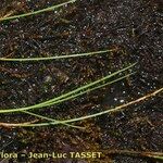 Carex chordorrhiza Habit