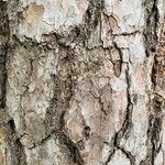 Pinus echinata Corteza