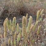 Phalaris aquatica Likasa