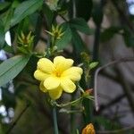 Jasminum fruticans Fleur