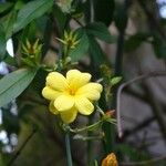 Jasminum fruticans Цветок