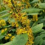 Solidago flexicaulis പുഷ്പം