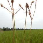 Fimbristylis ferruginea Flower