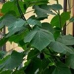 Paulownia tomentosaഇല