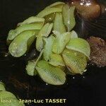 Salvinia molesta Агульны выгляд