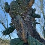 Cylindropuntia fulgida Листок