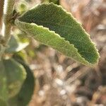 Hibiscus flavifolius Blatt