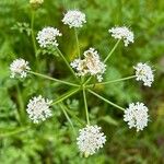 Oenanthe aquatica Fiore