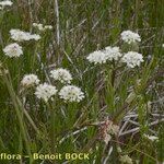 Oenanthe globulosa Pokrój