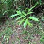 Aspidosperma desmanthum Otro