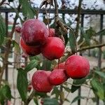 Crataegus laciniata Ffrwyth