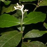 Rudgea cornifolia Leaf