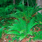 Dryopteris crassirhizoma Habitus