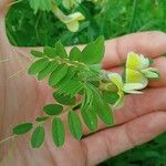 Vicia hybrida 葉