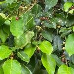 Ficus citrifolia 叶