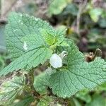 Lamium album Hábito