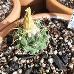 Coryphantha elephantidens Агульны выгляд