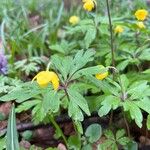 Anemonoides ranunculoidesFlower