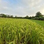 Oryza sativa Leaf