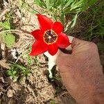 Tulipa agenensis Kukka