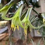 Puya mirabilis Flower