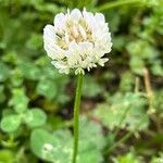 Trifolium nigrescensBlüte