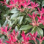 Pieris formosa Likasa