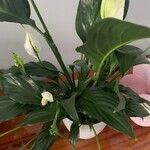 Spathiphyllum wallisiiFuelha