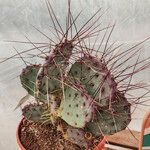 Opuntia macrocentra Habitus