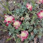 Eriogonum thymoides Fleur