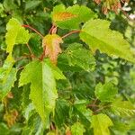 Acer tataricum Φύλλο