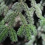 Abies cephalonica Folha