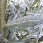 Centaurea seridis Leaf