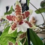 Oncidium crocidipterum Flor