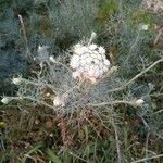 Seseli gummiferum Flower