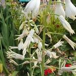 Galtonia candicans Flower