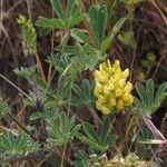 Lupinus luteolus Hábito