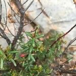 Hypericum empetrifolium Blatt