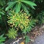 Euphorbia stygiana Flower