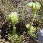 Sempervivum globiferum Flor